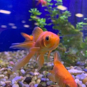 Meet your Posher, Serene